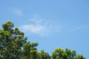 Obraz premium Blue sky with white clouds and trees, perfect for background