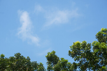 Obraz premium Blue sky with white clouds and trees, perfect for background