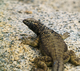 Atacama racer lizard (Microlophus Atacamensis) on a rock. Atacama Desert, Antofagasta, Chile