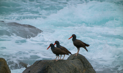 three Blackish Oystercatcher (Pilpilén negro) by the sea on a rock. Atacama Desert, Antofagasta,...