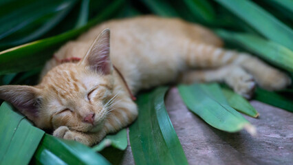 A little orange cat is growing up and is being naughty.