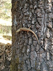 lizard on a tree