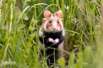 Hamster in the grass