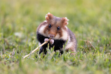 prairie dog eating
