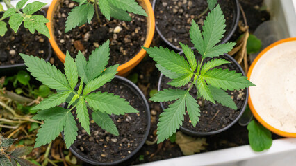 Marijuana at 2 weeks old, past kindergarten age Ready to move to a new, larger pot. For further...
