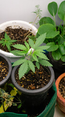 Marijuana at 2 weeks old, past kindergarten age Ready to move to a new, larger pot. For further growth, you can fertilize as usual. Because the tree is strong