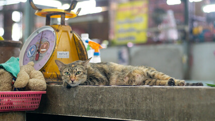 A cat with a curious and worried face