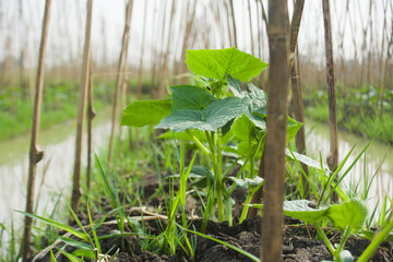 Farmer's field cultivating cucumber plants