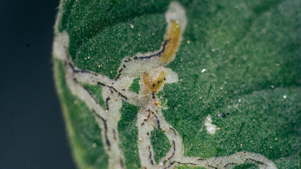 Snail tracks on leaves in the garden