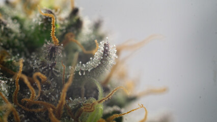 Marijuana flower trichomes in beautiful, crystal-like moments.