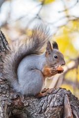The squirrel with nut sits on tree in the autumn. Eurasian red squirrel, Sciurus vulgaris.