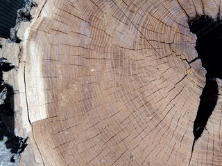 Intricate Wooden Textures