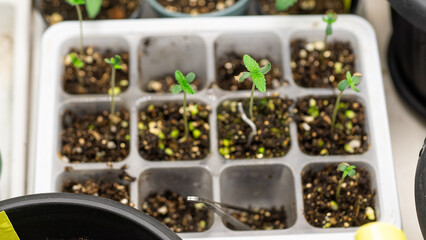 At the beginning of planting the seeds are just emerging from the soil.Autoflower cannabis strain...