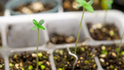 At the beginning of planting the seeds are just emerging from the soil.Autoflower cannabis strain that grows in a pot Humidity and ph are always checked
