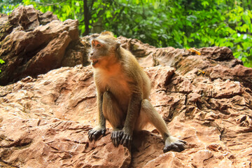 Macaque on the rock in Phuket, Thailand