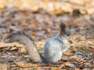 Autumn squirrel with nut sits on green grass with fallen yellow leaves