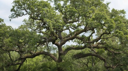 Fototapeta premium A tall oak tree with gnarled branches. Old trees in a forest landscape