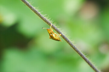 Charidotella sexpunctata, the golden tortoise beetle, is a species of beetle