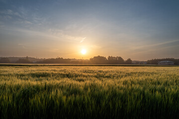 朝陽に染まる金色の小麦畑

