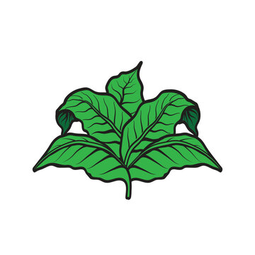 Tobacco leafs illustration. Great for cigar brands logo and tobacco farms.
