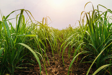 Naklejka premium Sugarcane growing in the fields in sunset
