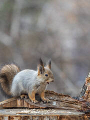 A squirrel sits on a stump and eats nuts in autumn.