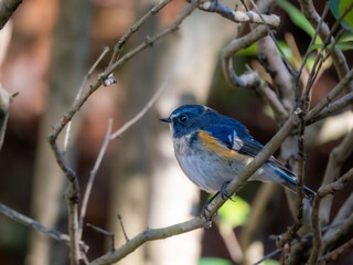 深い藪の奥でリラックスしているルリビタキの雄