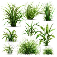 tropical vegetation grass 