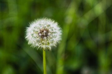 タンポポの綿毛