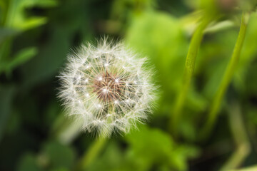 タンポポの綿毛