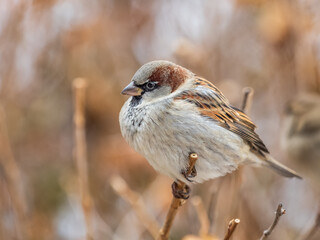 Sparrow sits on a branch without leaves.
