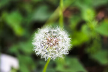 タンポポの綿毛