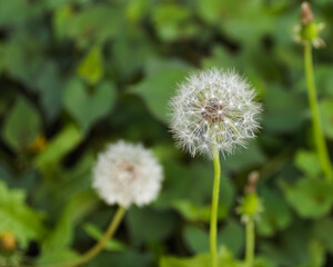 タンポポの綿毛