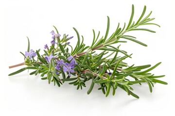 Fresh rosemary branch with flower white background