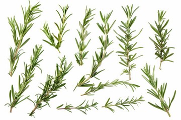 Obraz premium Fresh rosemary branches isolated on white background