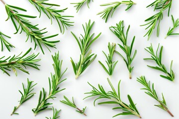 Fresh rosemary sprigs on a white background From above