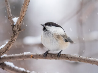 Fototapeta premium Cute bird the willow tit, song bird sitting on a branch without leaves in the winter.