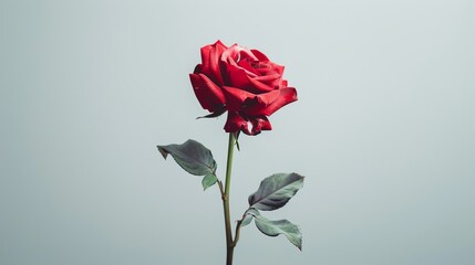 Rose in full bloom, vivid red against a minimalist white background, glossy magazine cover look, direct overhead lighting