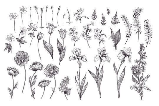 Set with spring and summer flowers. Blooming garden. Black drawing. Vintage illustration. Tulips, poppies, irises, cannons, levkoy.