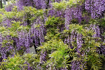 Wisteria is known for its flowers that hang down