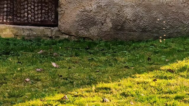 Tiny insects bathing in pale light, autumnal yard in cast shadow, old wall in the background