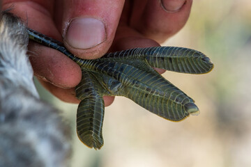 The feet of a little grebe (Tachybaptus ruficollis)