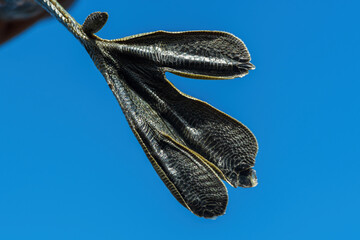 The feet of a little grebe (Tachybaptus ruficollis)