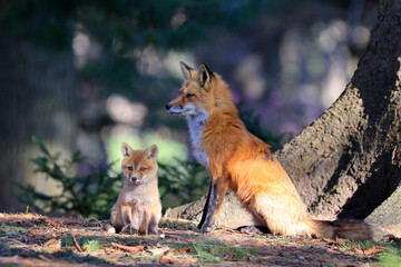 Portrait of mother red fox and her baby in the forest, Canada