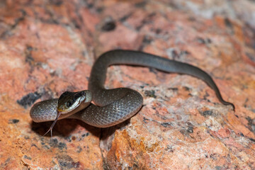A beautiful red-lipped herald snake (Crotaphopeltis hotamboeia), also called a herald snake,...