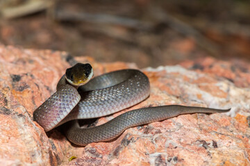 A beautiful red-lipped herald snake (Crotaphopeltis hotamboeia), also called a herald snake, displaying its signature defensiveness 