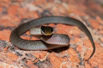 A beautiful red-lipped herald snake (Crotaphopeltis hotamboeia), also called a herald snake,...
