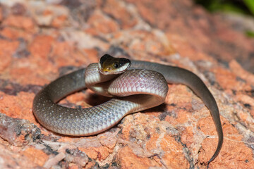 A beautiful red-lipped herald snake (Crotaphopeltis hotamboeia), also called a herald snake,...