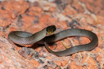 A beautiful red-lipped herald snake (Crotaphopeltis hotamboeia), also called a herald snake, displaying its signature defensiveness 