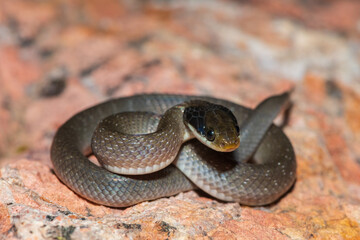 A beautiful red-lipped herald snake (Crotaphopeltis hotamboeia), also called a herald snake, displaying its signature defensiveness 